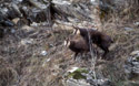 <center>
Bien que face à eux, ma présence ne perturbe pas les animaux. rut,accouplement ,alpes,automne 